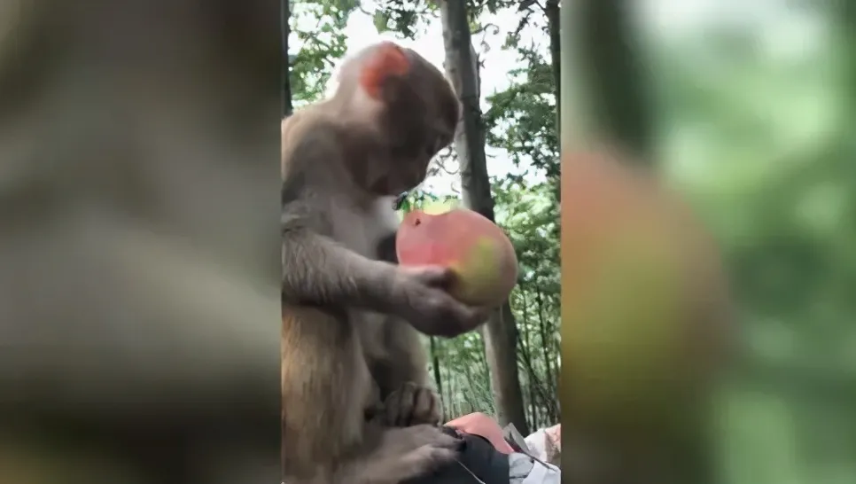 猴子喜欢吃什么 | 自然界中猴子主