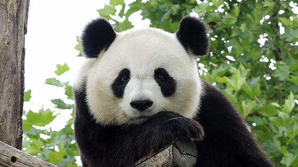 熊猫寿命大约是多少年 | 平均寿命仅为25岁