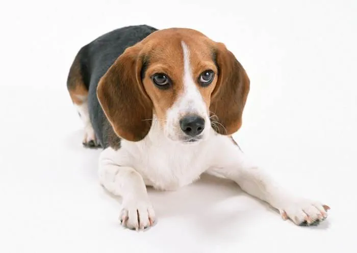 大耳朵的狗狗都是什么品种 | 10种大长耳朵狗狗品种图片