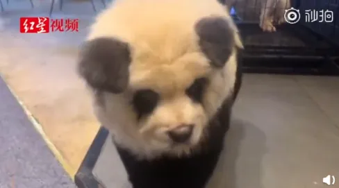 将狗染色成熊猫收费1500是真的吗 将狗染色成熊猫后照片曝光