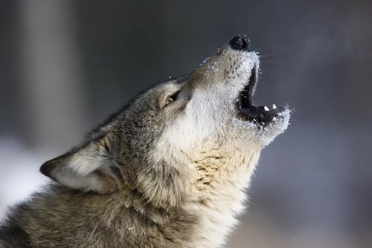 狼与狗的故事内容概括 | 狼和狗这个故事告诉我们什么道理