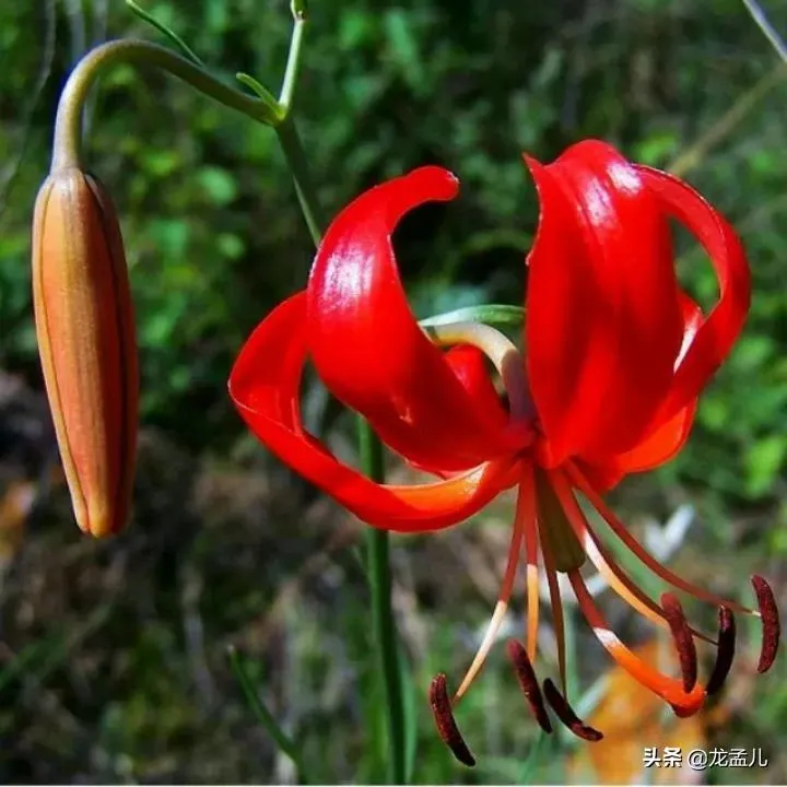 火红的萨日朗是什么意思 | 一种百合科草本植物