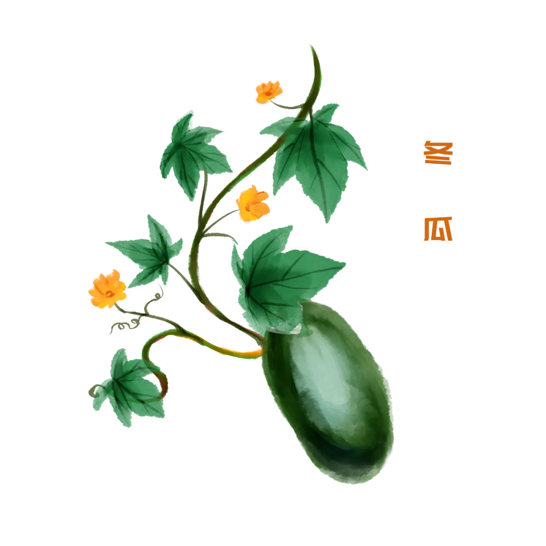 冬瓜为什么叫冬瓜 | 盛产于夏季的瓜为什么要叫冬瓜