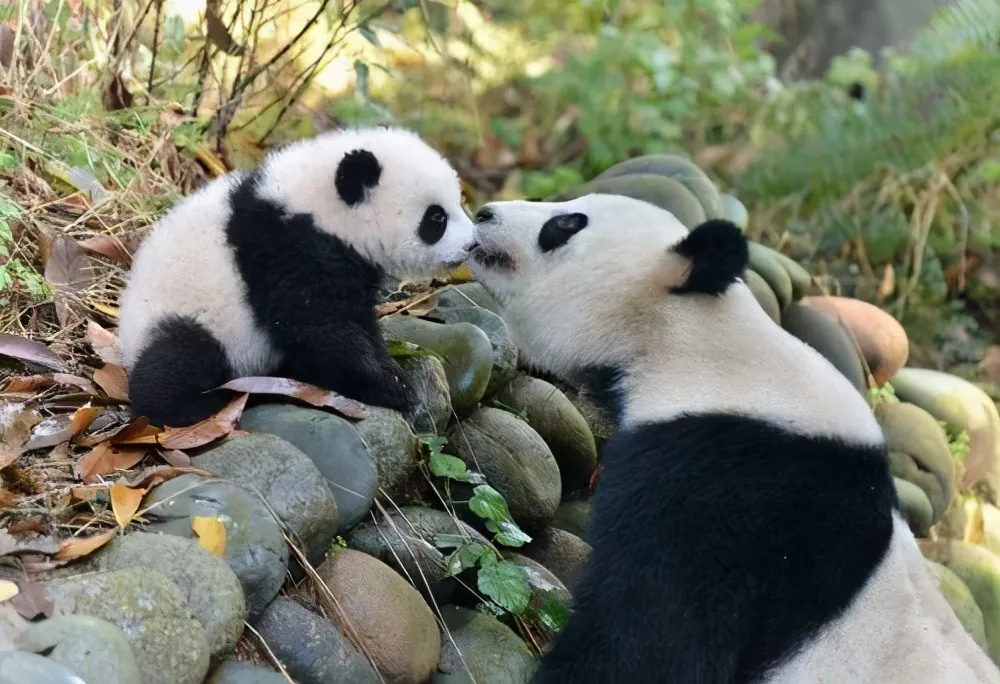 熊猫怀孕几个月生产 | 大熊猫想要繁衍后代到底有多难