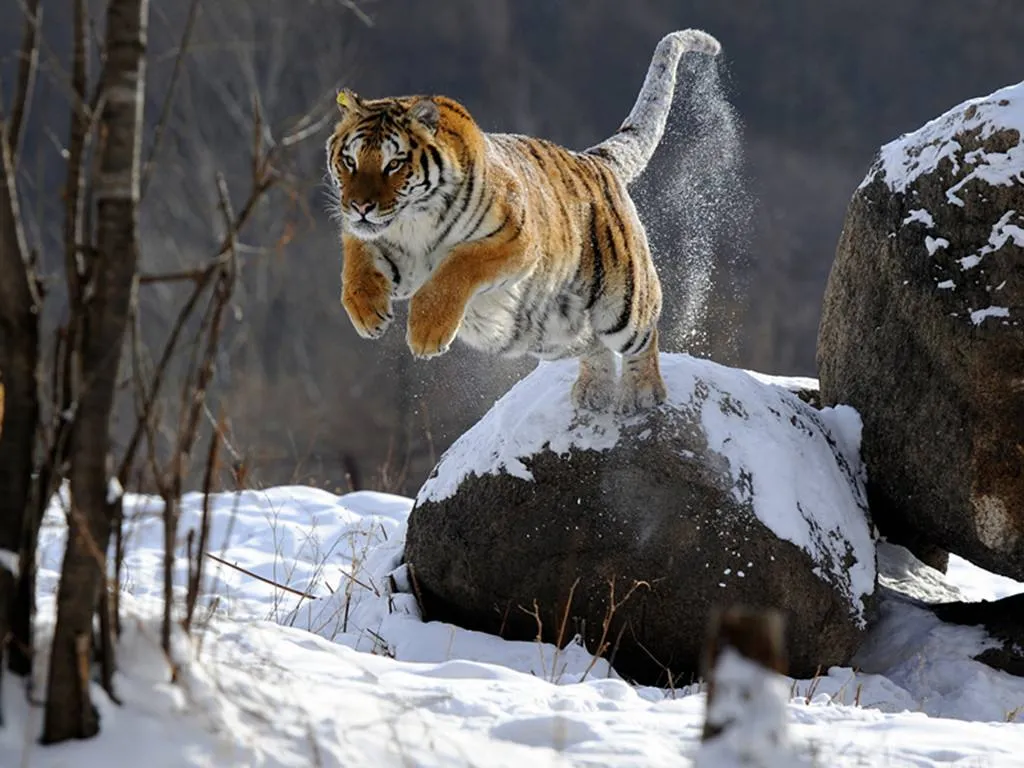 老虎怕什么东西 | 老虎最害怕的天敌动物是什么
