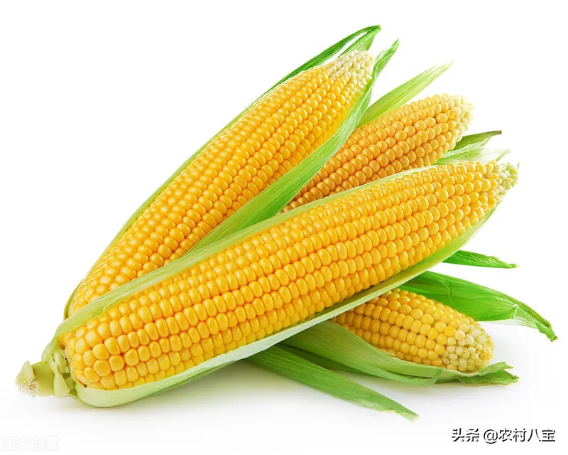 玉米品种前十名名单(玉米品种前十名名单前五名高产玉米种)