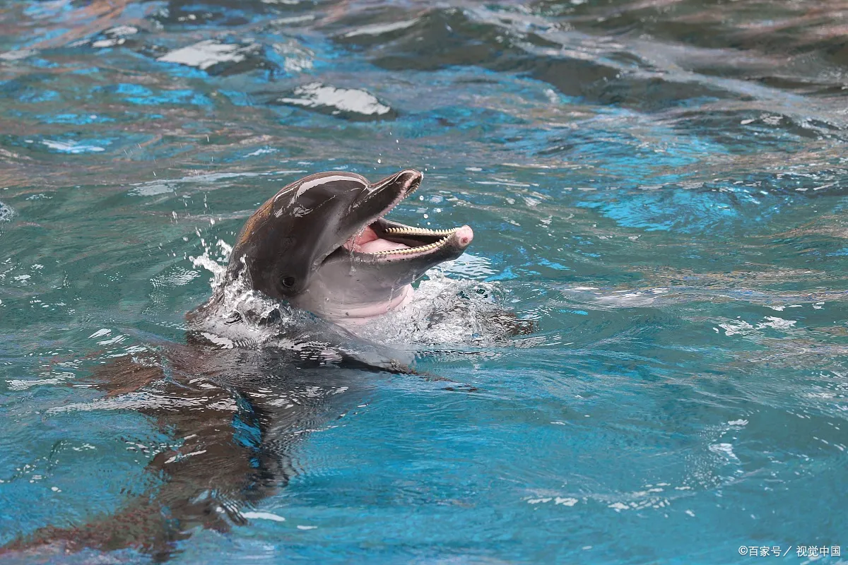 海豚用什么呼吸空气 | 海豚是鼻孔还是嘴来呼吸的