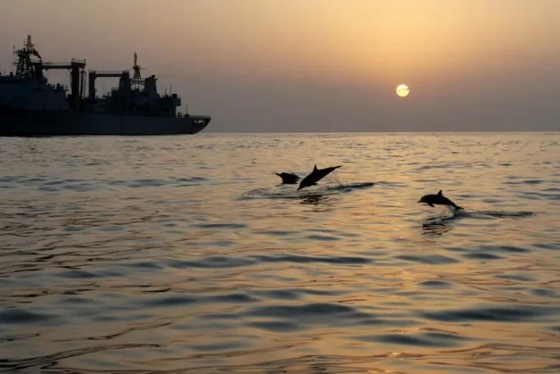 海豚群伴航人民海军护航军舰