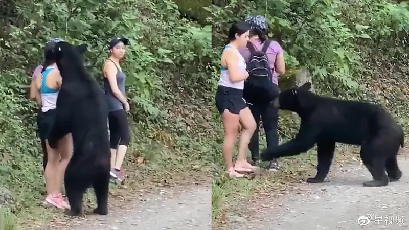3名女子路遇黑熊被熊抱什么情况？淡定掏手机与熊自拍合影后脱险