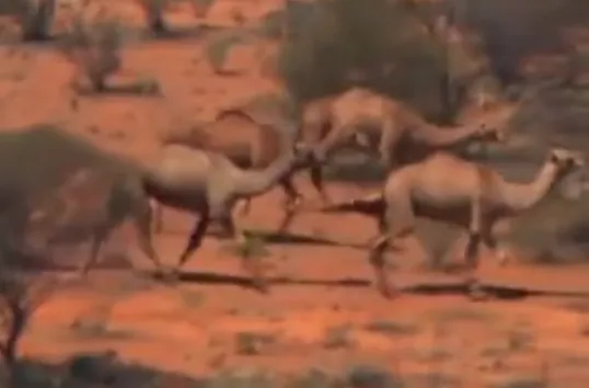 澳大利亚已射杀5000头骆驼怎么回事？澳大利亚已射杀5000头骆驼惨不忍睹