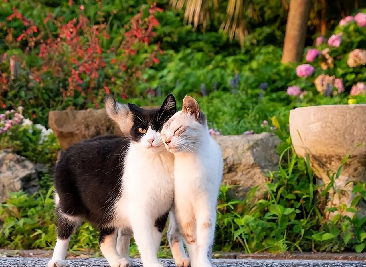 猫咪近亲能繁殖吗 | 为何成年后的猫咪会与母亲交配