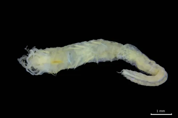 英格兰海域发现新物种：屁股上长着一对黑眼睛