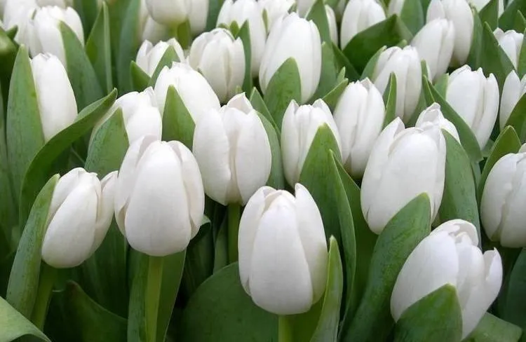 白色郁金香的花语和象征意义是什么 | 白郁金香寓意及送对象