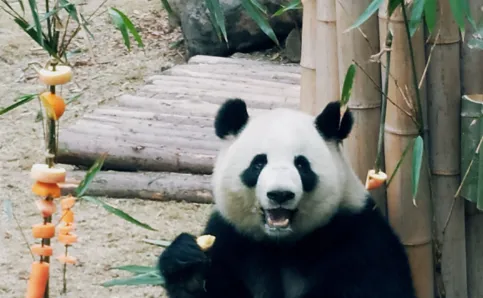 大熊猫认脸app是什么？有什么功能？