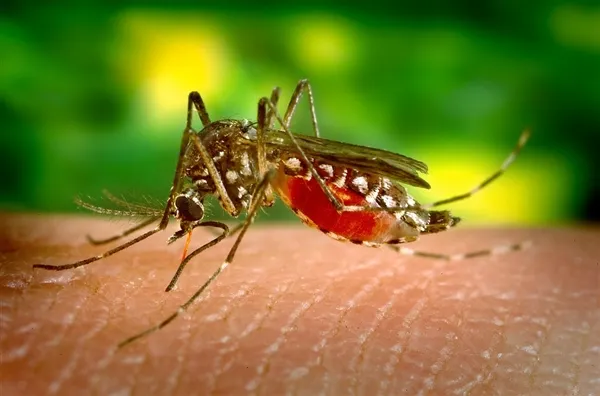 转基因真菌能杀死99%蚊子：对抗疾病
