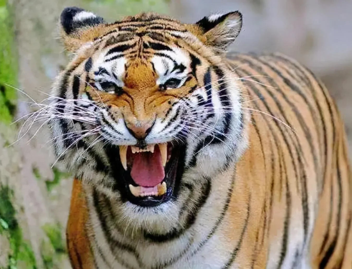 老虎怕什么动物 | 10种可以杀死老虎的猛兽动物排名
