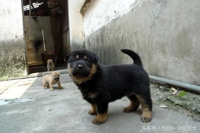 四眼狗是什么品种 | 四眼土狗是中华田园犬的一个品种